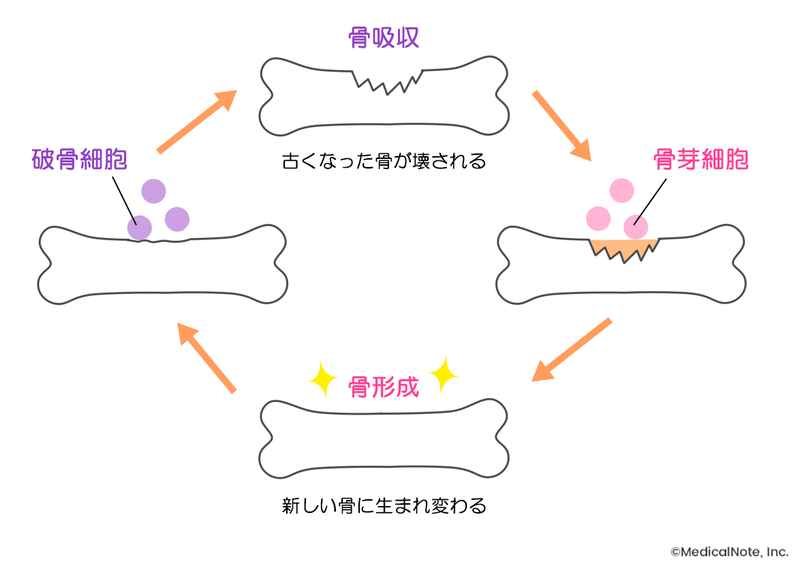 骨の新陳代謝のサイクル
