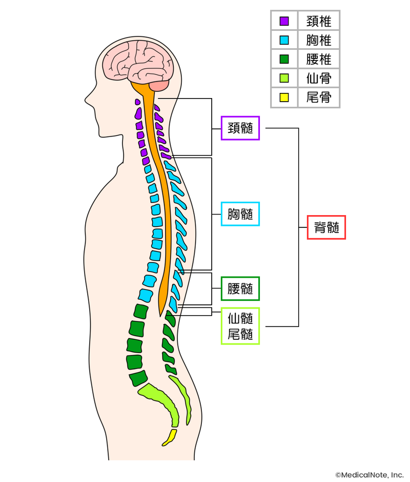 神経因性過活動膀胱