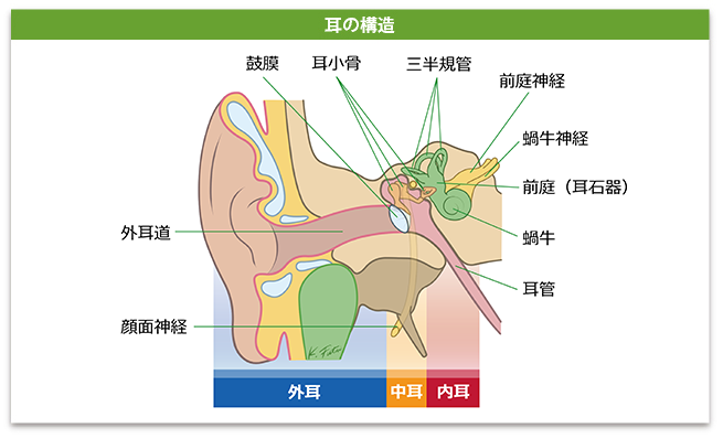 耳の構造