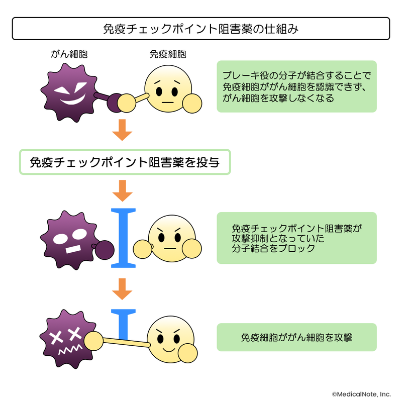 分子標的薬　２