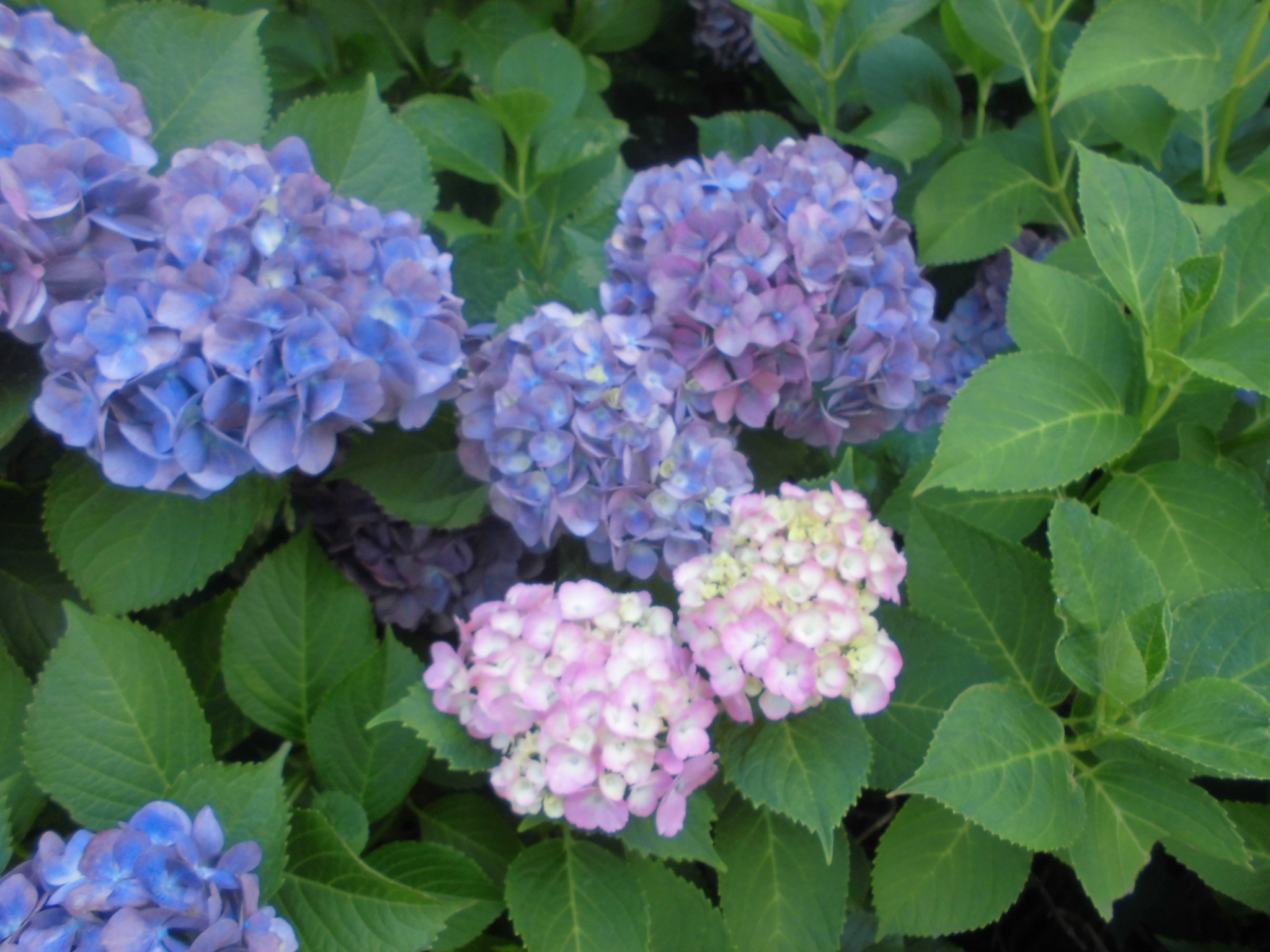 有料老人ホームはhitowaケアサービスのイリーゼへ 公式 イリーゼ日記