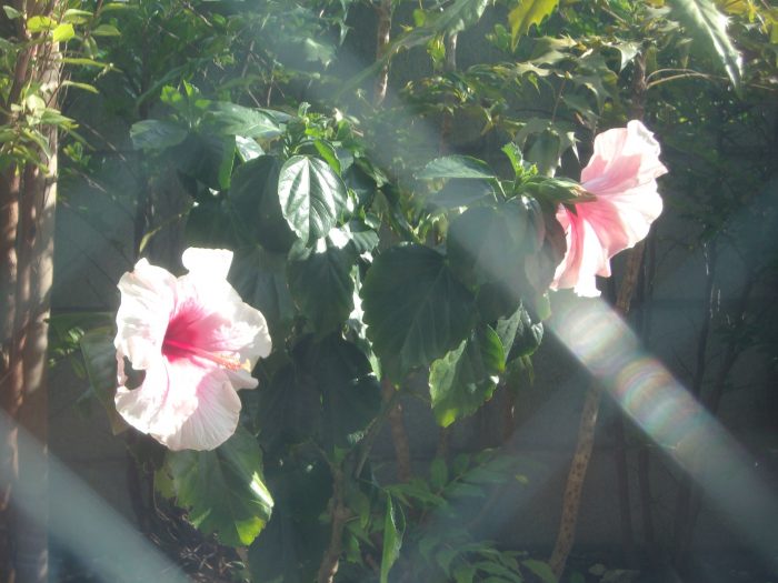 有料老人ホームはhitowaケアサービスのイリーゼへ 公式 イリーゼ日記