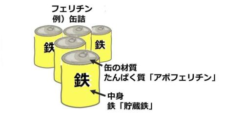 フェリチンと鉄の関係性と吸収率 | 母子栄養協会