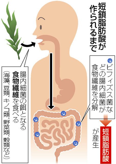 肥満予防に短鎖脂肪酸 腸内細菌、食物繊維を分解し“生産” 基礎代謝向上など促す:東京新聞 TOKYO Web