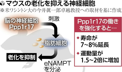 老化抑える脳細胞特定、マウス実験で寿命延長も成功…５年以内に人への応用目指す | ヨミドクター(読売新聞)