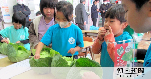 ふわっと食感「三浦産キャベツのハンバーグ」学校給食に [神奈川県]：朝日新聞デジタル