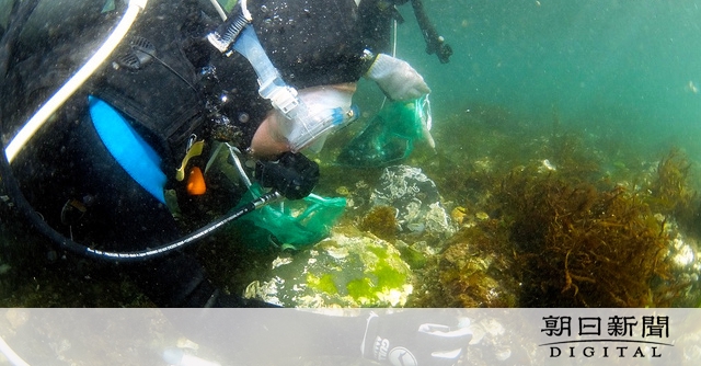 給食の廃棄昆布で育てたクロアワビを放流　福岡県立水産高校の生徒ら [福岡県]：朝日新聞デジタル