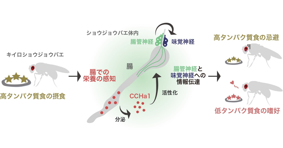 過剰なタンパク質接触を防ぐために体内で分泌される腸内分泌細胞とは? | TECH+(テックプラス)