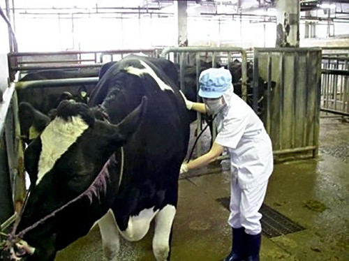 ＡＩで食肉の安全検査、画像分析で異常を発見…獣医師不足に対応し厚労省が実証研究 | ヨミドクター(読売新聞)