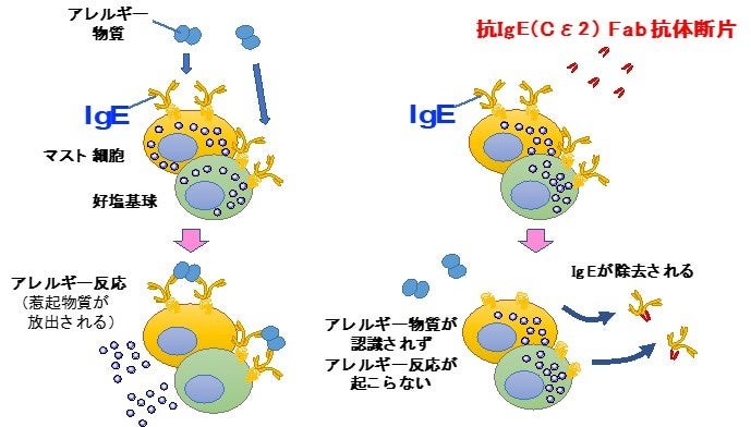 アレルギー物質の体内センサー(IgE)を除去する新規抗体医薬の発見 | 学校法人 順天堂のプレスリリース