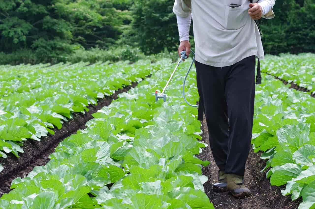 有機野菜は本当に安全？農薬の基準と栄養を管理栄養士が解説 -