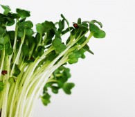 “美人野菜”スプラウト、食べなきゃ損なこれだけの理由｜ニフティニュース