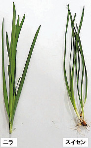 有毒植物、山菜と間違え食中毒…１０年間で１０人死亡 : yomiDr. / ヨミドクター（読売新聞）