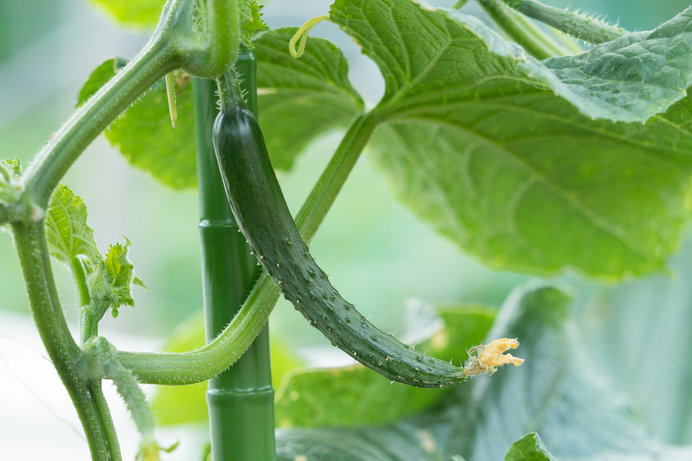 世界一栄養がない野菜!?　キュウリの本当の効能は？(tenki.jpサプリ 2018年06月11日) - 日本気象協会 tenki.jp