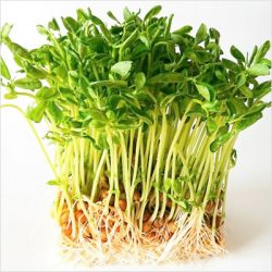 ターンオーバーのニュース - もはやスーパーフード！？「豆苗」で紫外線対策を - 最新ボディケアニュース一覧 - 楽天WOMAN