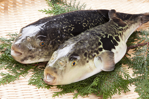 江戸時代はご法度だったフグ食を許したのは、山口県のあの偉人!|マイナビ進学U17