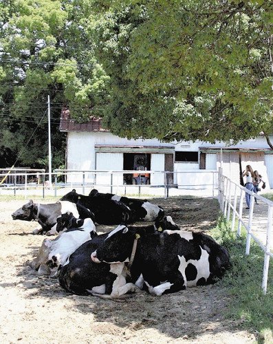 猛暑でモー夏バテ、牛乳出荷量が３割減り品薄も : 経済 : 読売新聞（YOMIURI ONLINE）