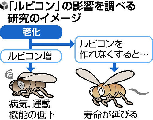 老化物質抑えると、寿命延びた…ハエで実験成功「健康長寿に生かせる可能性」 : yomiDr. / ヨミドクター（読売新聞）