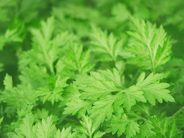 春の草餅・草だんごの季節といえば、和漢ハーブ代表「よもぎ」の季節  〈tenki.jp〉｜dot.ドット 朝日新聞出版