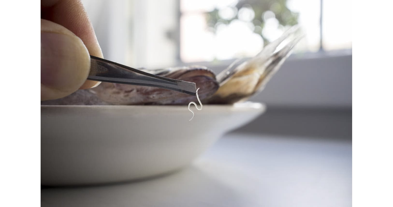 魚の生食は「新鮮＝安全」ではない　アニサキスに注意｜ヘルスＵＰ｜NIKKEI STYLE