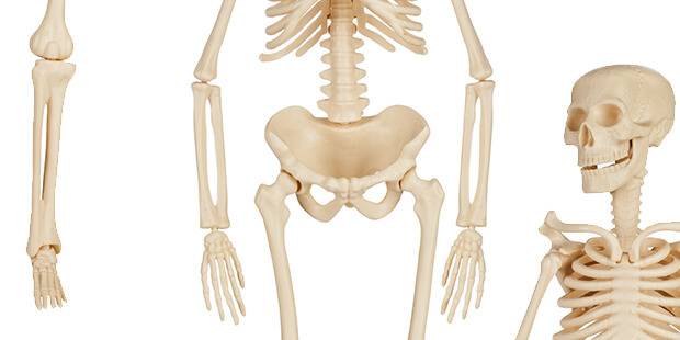 女性の4人に1人は骨がスカスカ？ 骨粗しょう症ってどんな病気？ Doctors Me(ドクターズミー)