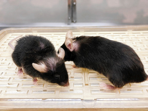 若返り酵素か…マウスの毛づや良く、寿命延びる : yomiDr. / ヨミドクター（読売新聞）