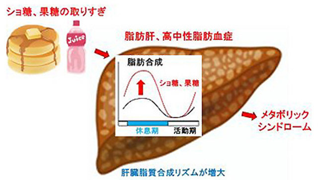 砂糖の取り過ぎがメタボになる原因が分かった 名大グループが解明 | マイナビニュース