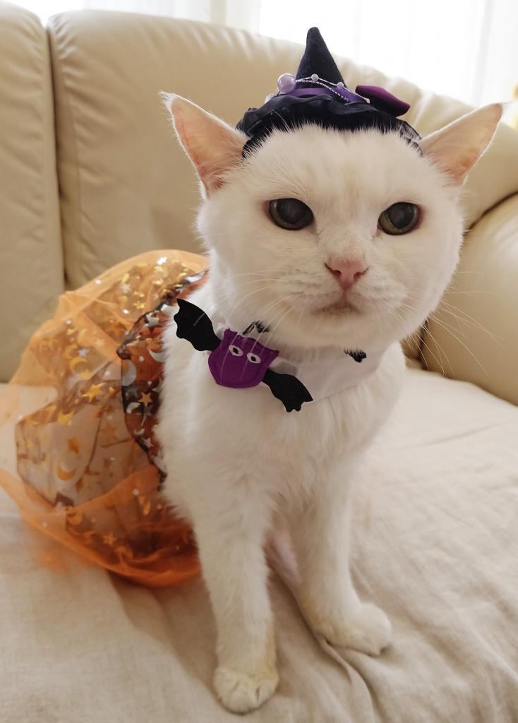 猫も血糖値にご用心！ ペット栄養管理士が教える「食事の注意点」 (1/2) 〈週刊朝日〉｜AERA dot. (アエラドット)