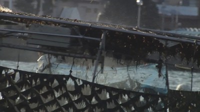 養殖ノリの生産量が激減 栄養不足に加え暖冬の影響も…香川(KSB瀬戸内海放送) - Yahoo!ニュース