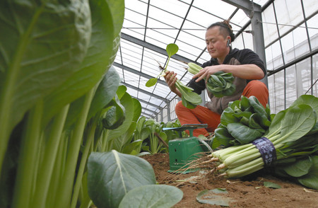 東京新聞:＜新型コロナ＞給食食材ロス防げ　都内の農家、収穫体験や通販に活路:社会(TOKYO Web)