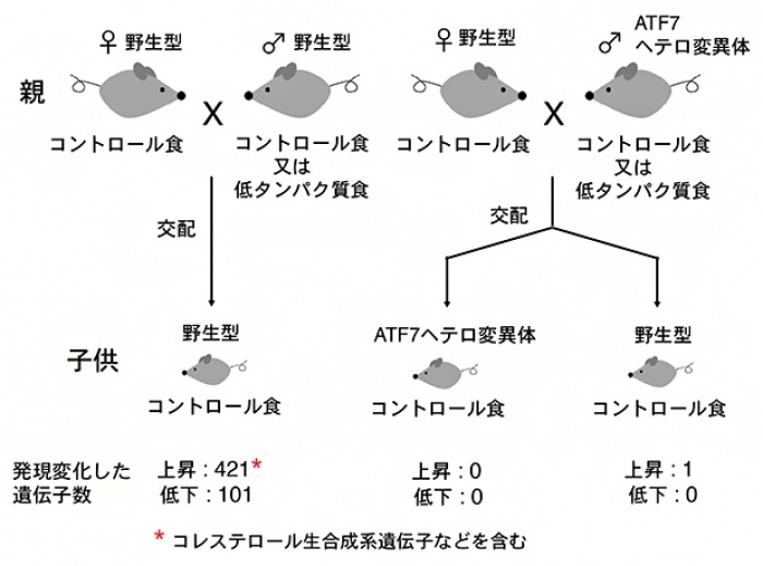 父親の食事が子供の生活習慣病発症に影響するメカニズムを解明 理研など(2020年3月23日)|BIGLOBEニュース