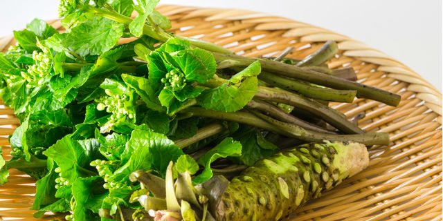 【本わさびのスゴイ健康効果】がん抑制や花粉症対策としても注目 Doctors Me(ドクターズミー)