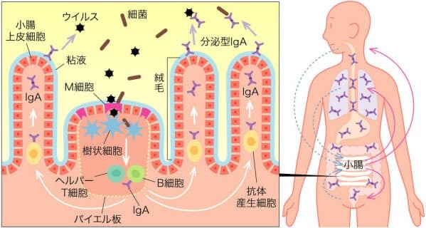 感染から体守る粘膜免疫　高める食事、ここがポイント