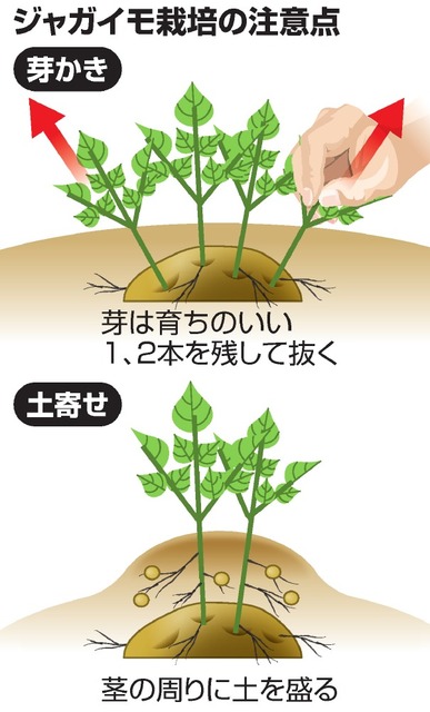ジャガイモ食中毒 9割が学校菜園 栽培法の周知を 朝日新聞デジタル ニュース Eatreat ジャガイモ食中毒 9割が学校菜園 栽培法の周知を 朝日新聞デジタル ニュース Eatreat