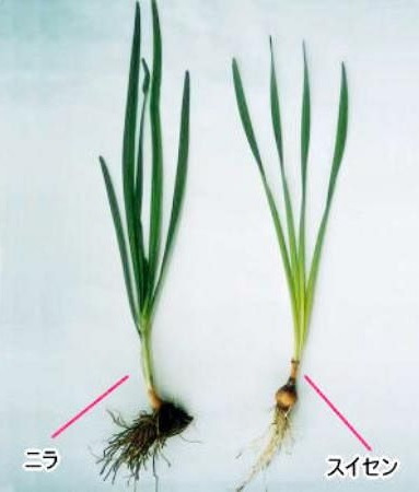 スイセンは有毒、食べないで! ニラと間違え食中毒に:東京新聞 TOKYO Web