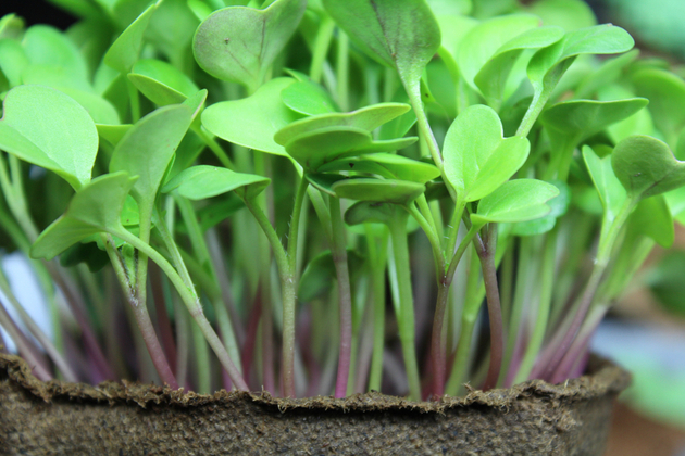 健康チェック：マイクログリーンは通常の野菜より優れている？ | NewSphere