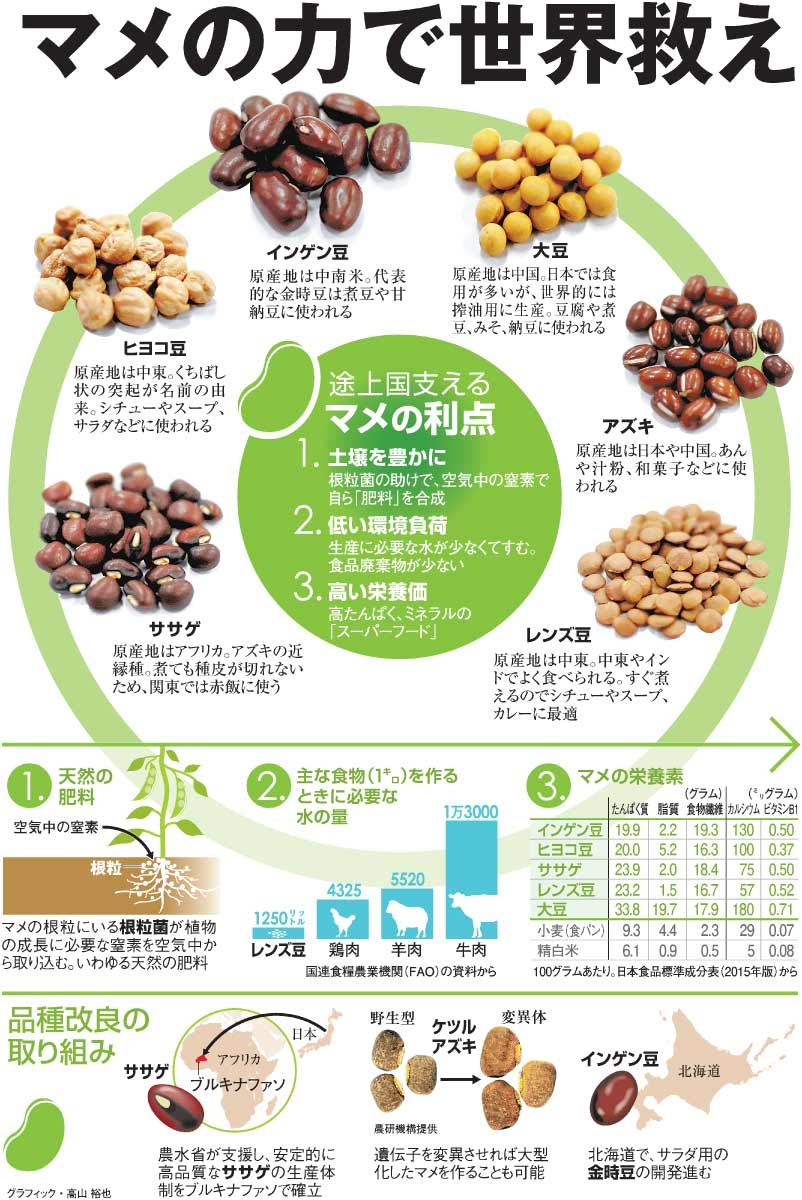 （科学の扉）マメの力で世界救え　豊富な栄養、飢餓地帯でも育つ：朝日新聞デジタル