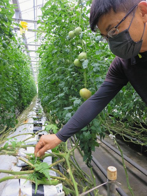 肥料高騰で農家悲鳴　「価格転嫁できていない」7割　消費者の理解カギ：東京新聞 TOKYO Web