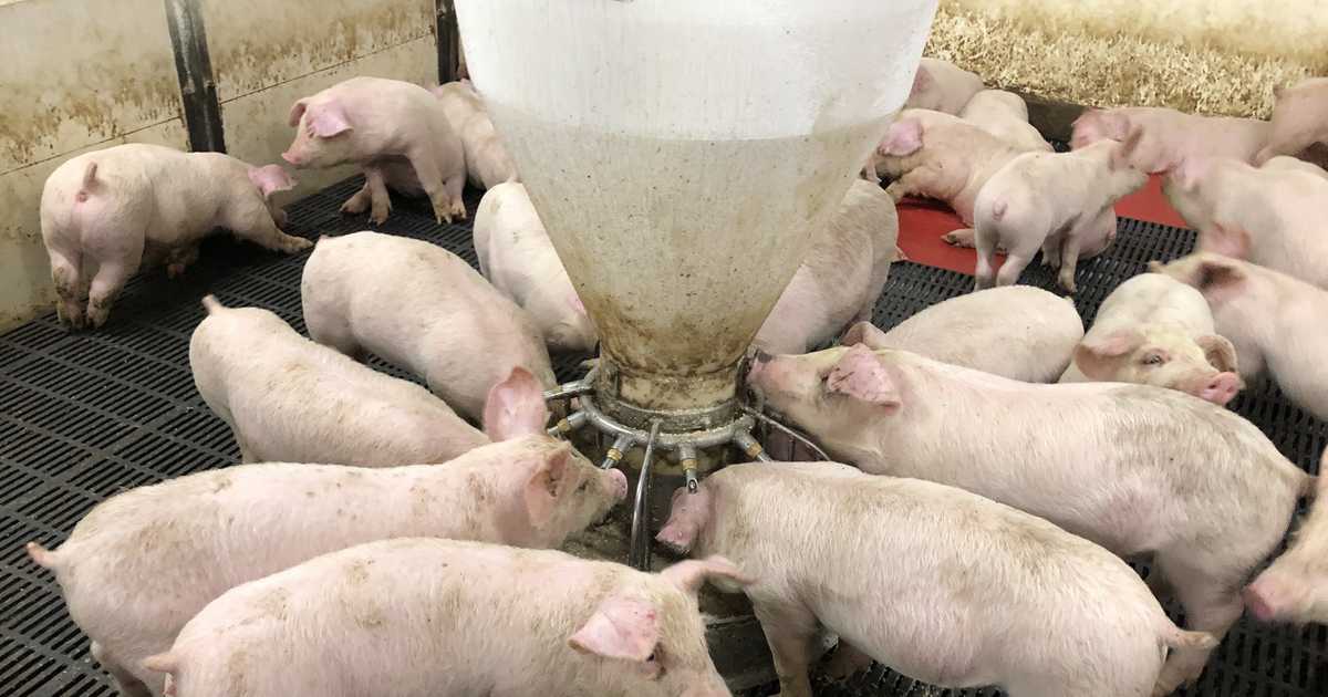 「食品残渣」を家畜の餌に活用 神奈川県とNTT東日本がマッチング実証実験 - 産経ニュース