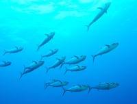 妊娠中に注意したい魚介類の水銀①