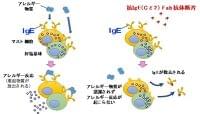 アレルギー物質の体内センサー(IgE)を除去する新規抗体医薬の発見 | 学校法人 順天堂のプレスリリース