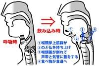 「ムセやすい」は老化のサイン！のどの筋肉を鍛えて「誤嚥性肺炎」を防ぐ | 週刊女性PRIME [シュージョプライム] | YOUのココロ刺激する