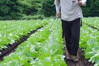 有機野菜は本当に安全？農薬の基準と栄養を管理栄養士が解説 -