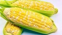 トウモロコシ　夏の疲労回復　目の健康維持にも一役　主食に近いエネルギー源　甘くておいしくおやつにも | ヨミドクター(読売新聞)
