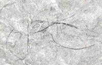 江戸時代の食生活は現代よりミネラル豊富、和紙に埋まった毛髪から分析…識者「玄米食から白米食へいつどのように変化したか推測できる」 | ヨミドクター(読売新聞)