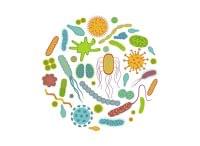 超高齢でも健康体でいられる秘訣は「腸内細菌の多様性を保つ」こと：研究結果｜WIRED.jp