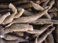 遺伝子組み換えされた「栄養強化キャッサバ」がアフリカを栄養失調から救う | ニコニコニュース