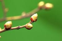 春はデトックスの季節！「肝臓」をいたわる食べ方で、新陳代謝を促しましょう(tenki.jpサプリ 2019年03月11日) - 日本気象協会 tenki.jp