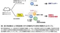 経口免疫療法により食物アレルギー症状の発生が抑えられるメカニズムを解明|学校法人 順天堂のプレスリリース