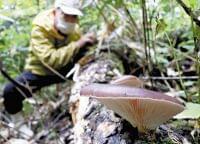 ナスと一緒なら・乾燥すればOK…毒キノコの言い伝えは間違い…毒は抜けません : 社会 : ニュース : 読売新聞オンライン